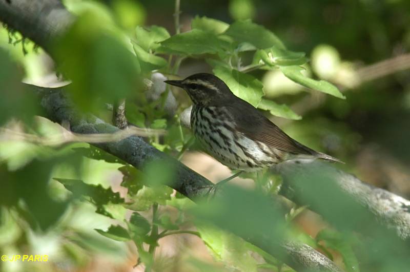 Parkesia noveboracensis